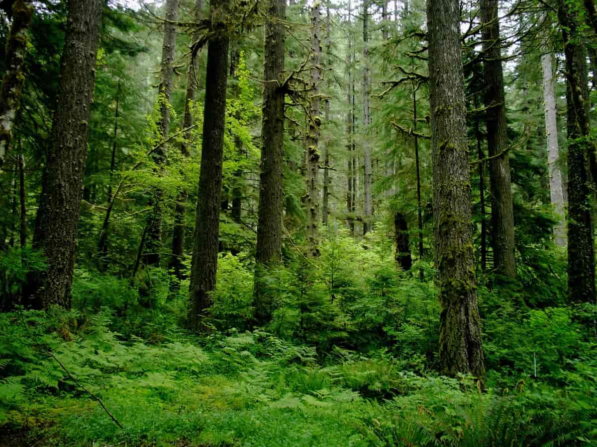 Temperert regnskog i Oregon