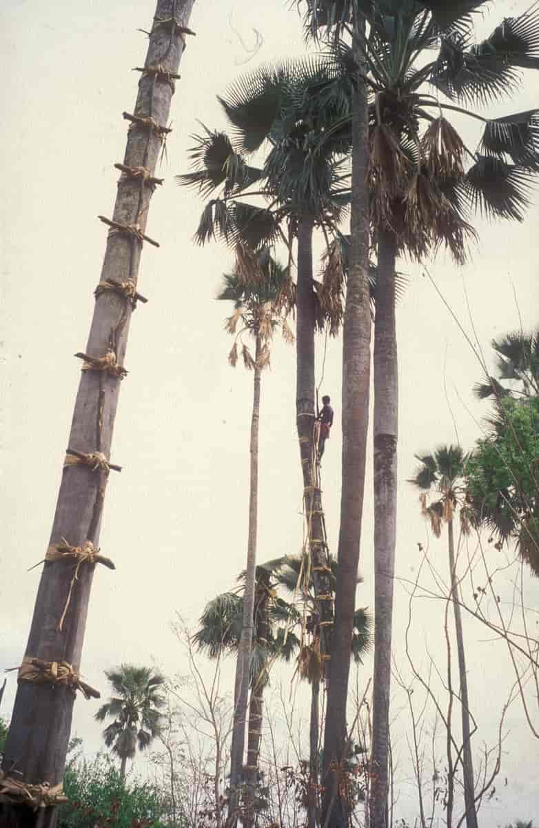 Høsting av palmevin fra delebpalme i Guinea