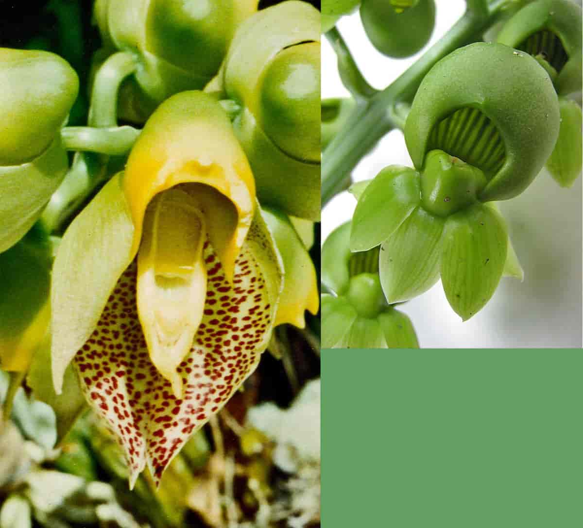 Catasetum macrocarpum hann og hunnblomster