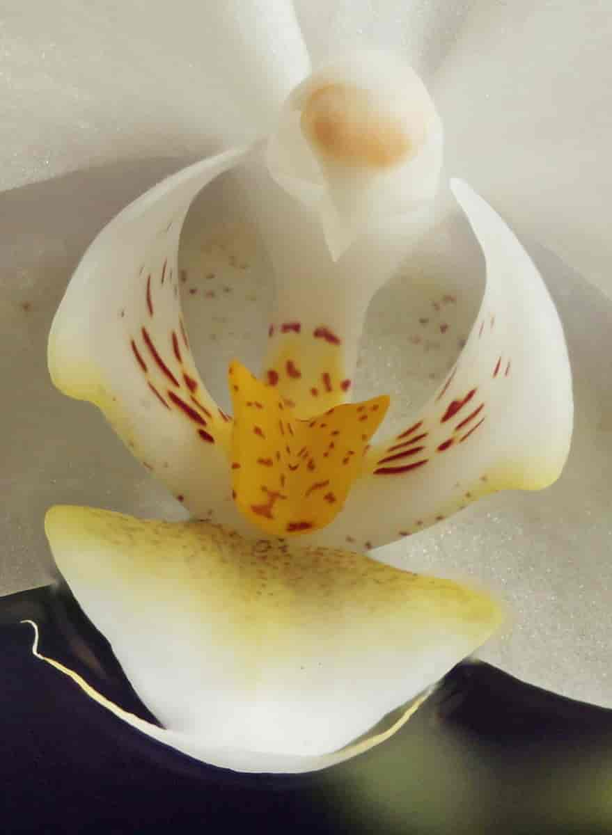 Nærbilde av Phalaenopsis-blomst