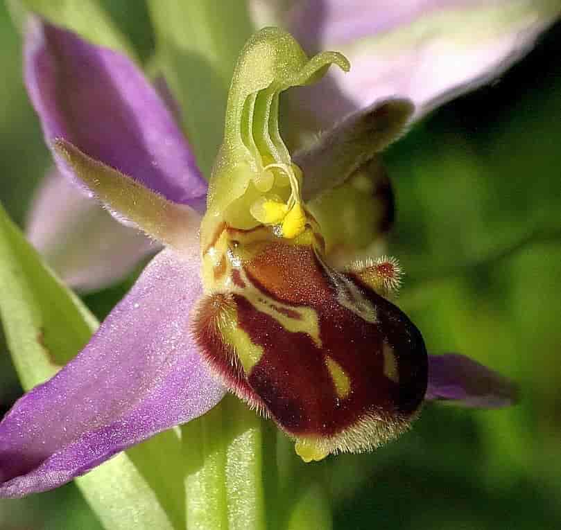 Ophrys apifera blomst