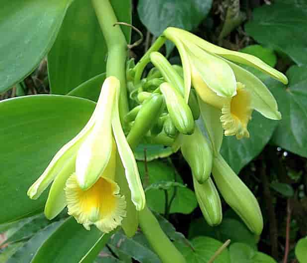 Vanilje blomst