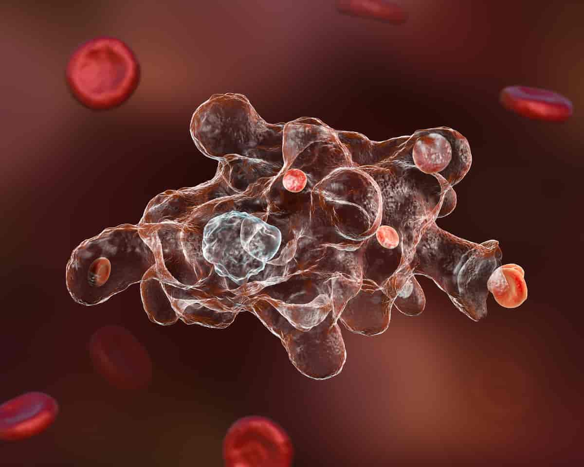Amøben Entamoeba histolytica sluker en rød blodcelle