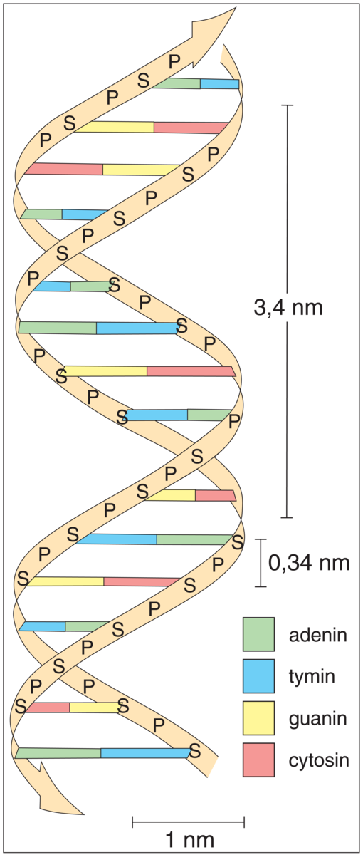 DNA (skjem. tegning, dobbelheliks)