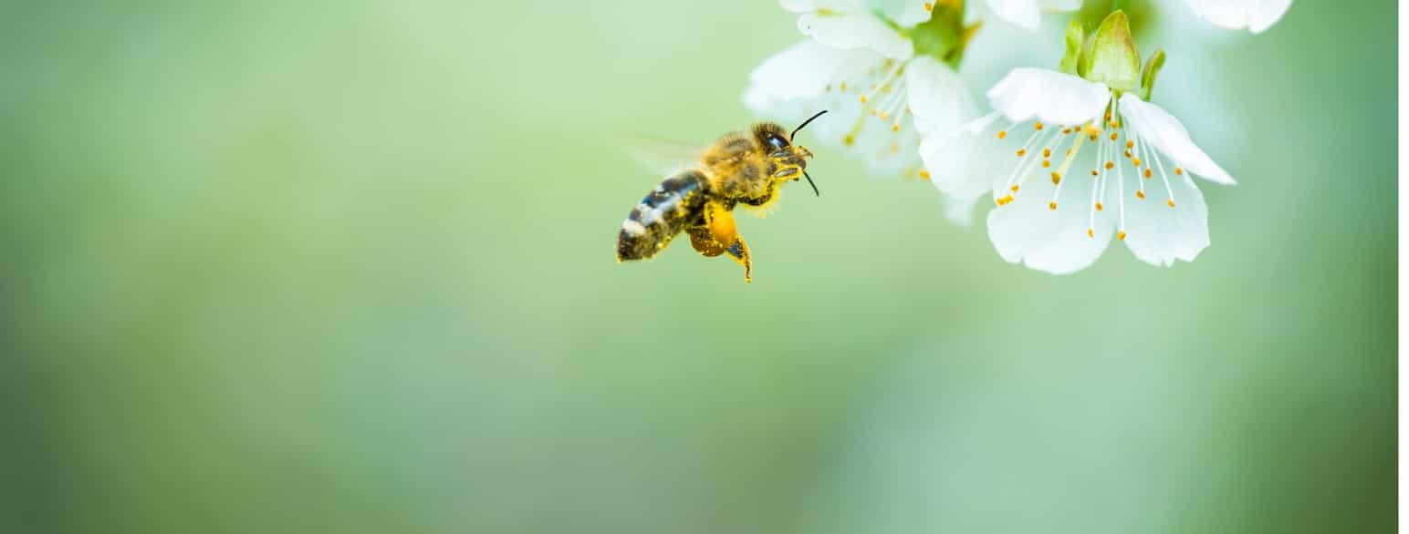 Honningbie og kirsebærblomster. Bier og blomsterplanter er gjensidig tilpasset hverandre gjennom evolusjon.