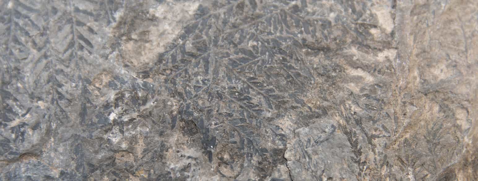 Fossile bregneblader i stein fra karbon