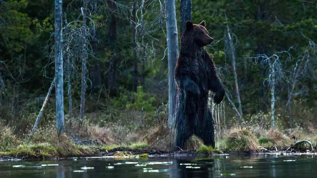 Bjørnen er Europas største og sterkeste rovdyr, lengde inntil 2,3 m