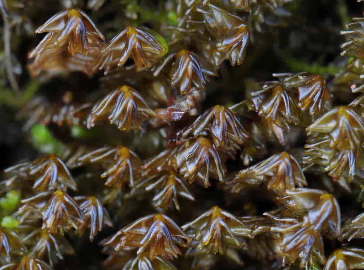 Anastrophyllum donnianum