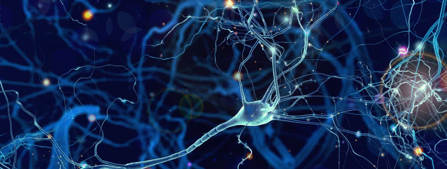 Synapser i nervesystemet