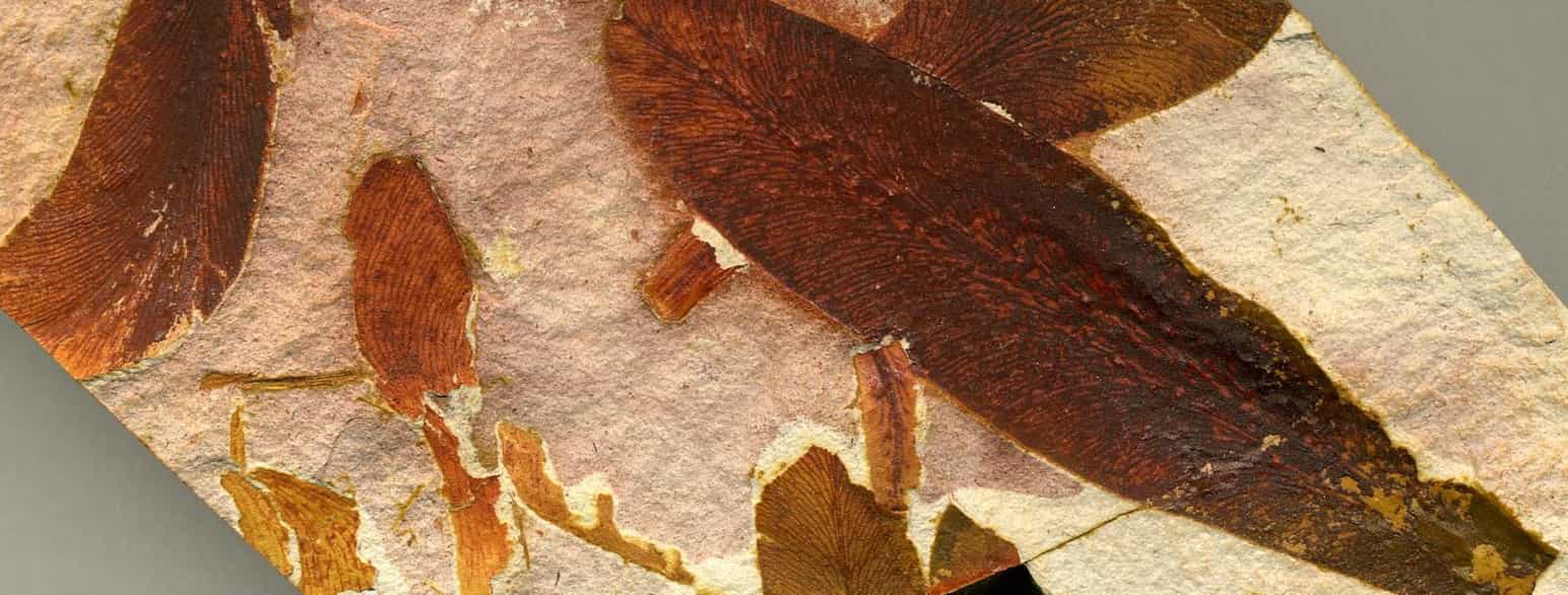 Fossil av bladene til frøbregnen Glossopteris browniana fra permtiden, Australia.