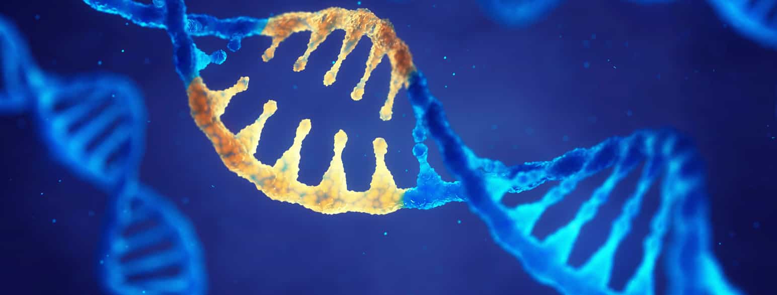 Dobbelt helix DNA molekyl med modifiserte gener