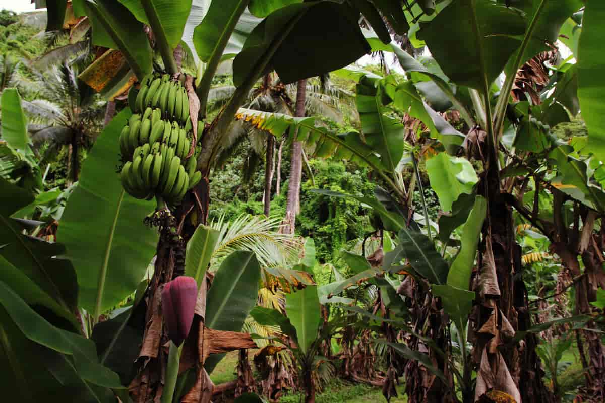 Bananproduksjon, Rarotonga