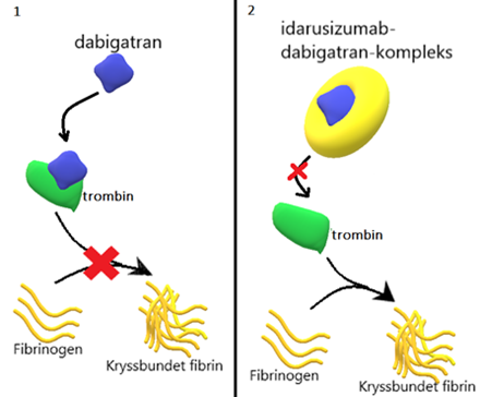 Virkningen av dabigatran og idarusizumab