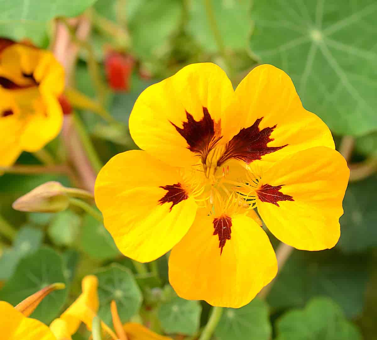 Blomkarse, gul med brune flekker