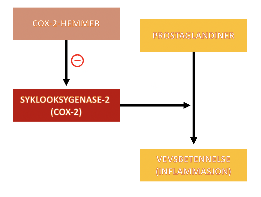 Virkningsmekanismen til COX-2-selektive hemmere