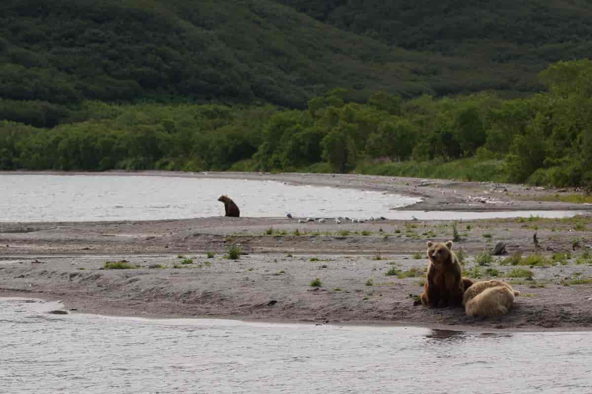 Bjørn i Kamtsjatka