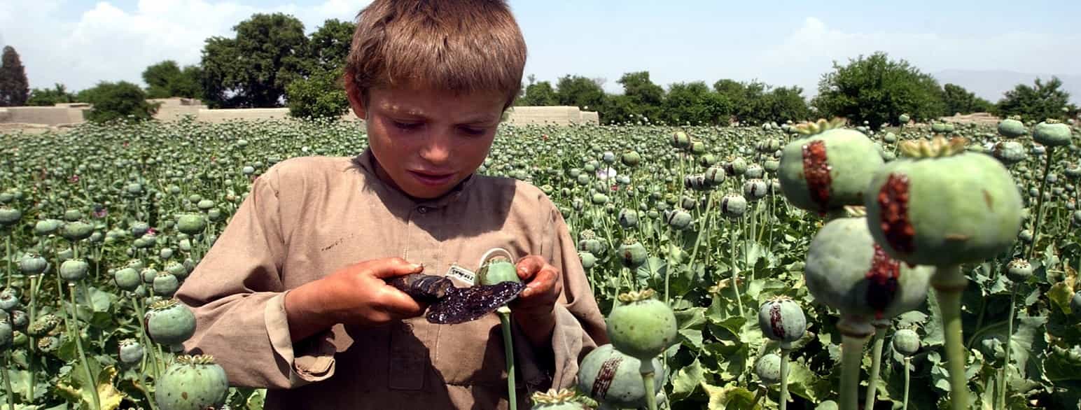 Afghansk gutt høster saft fra opiumsvalmuer