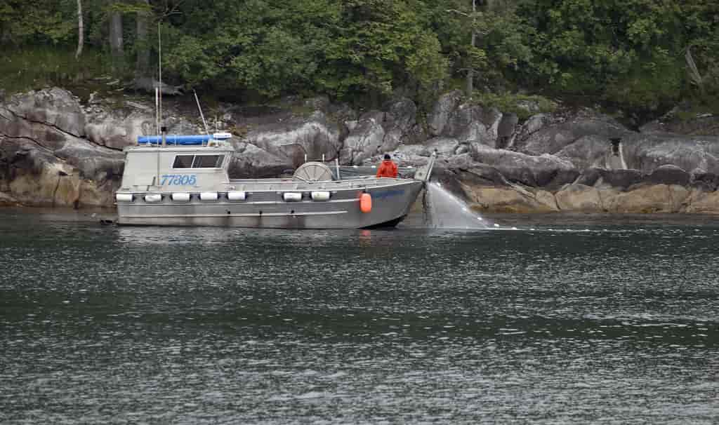 Drivgarnsfiske etter laks i Alaska