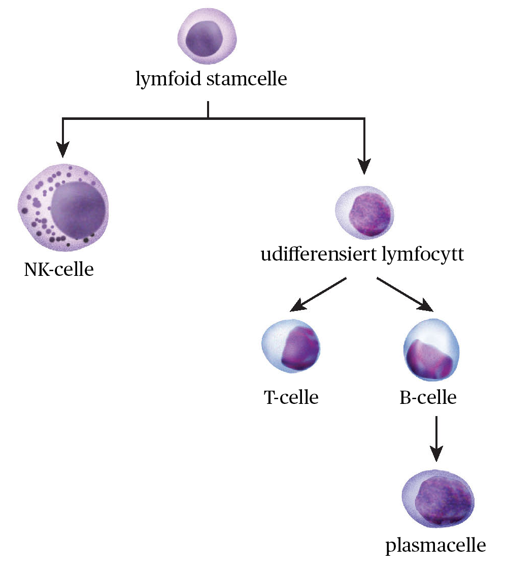 Hvite blodceller