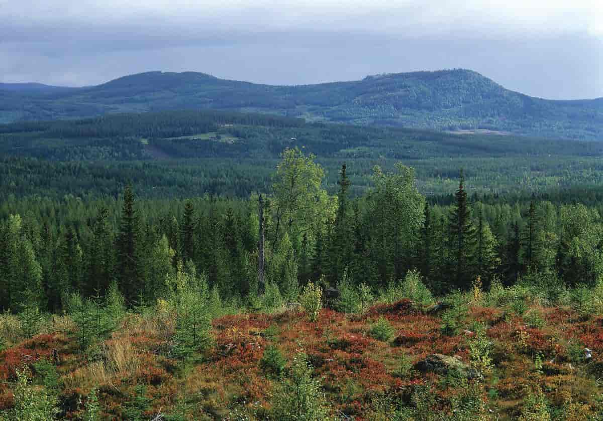 Finnskogene