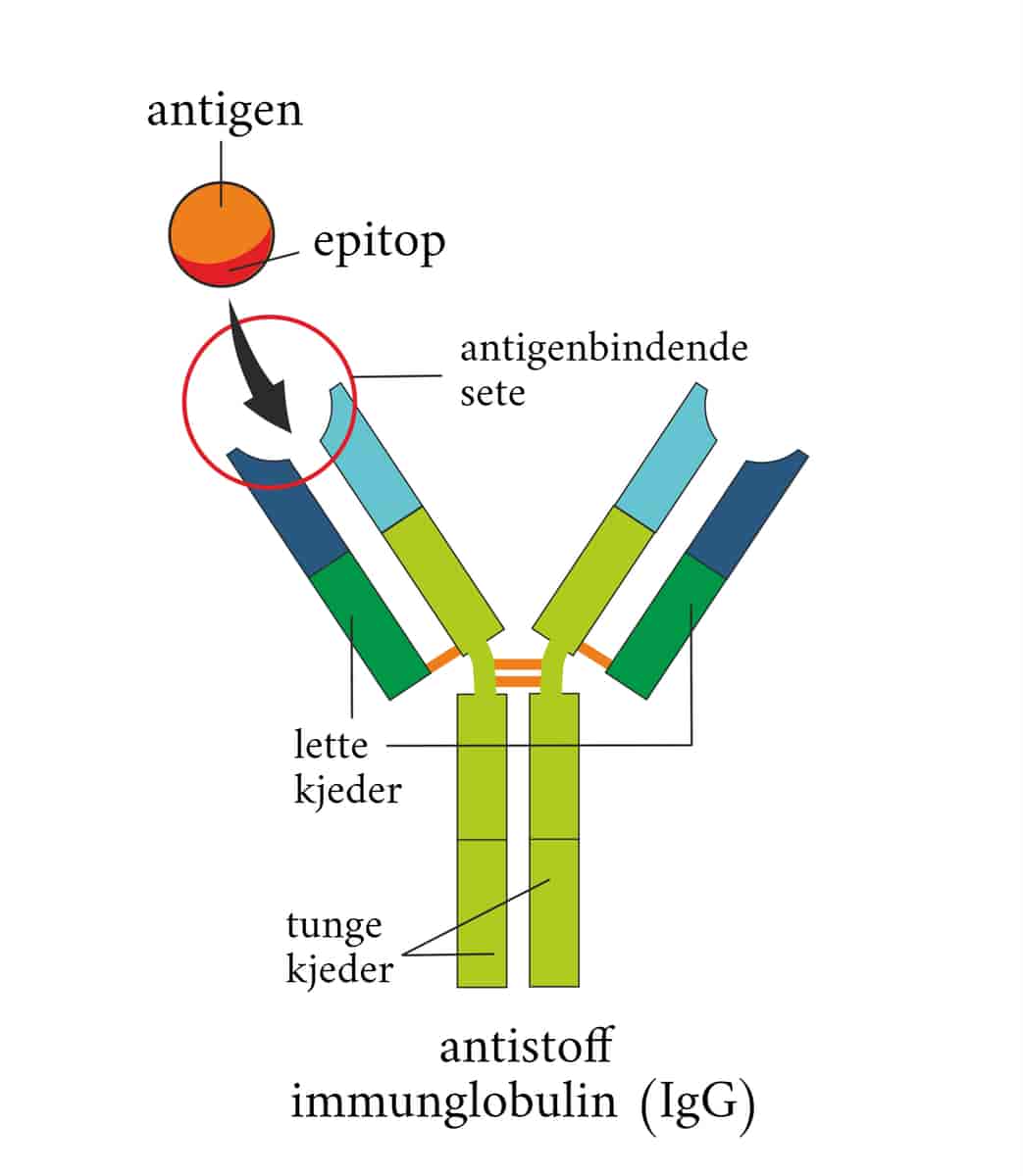 Antigen, epitop og antistoff