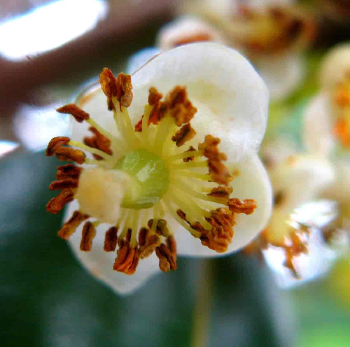 Calophyllum brasilense