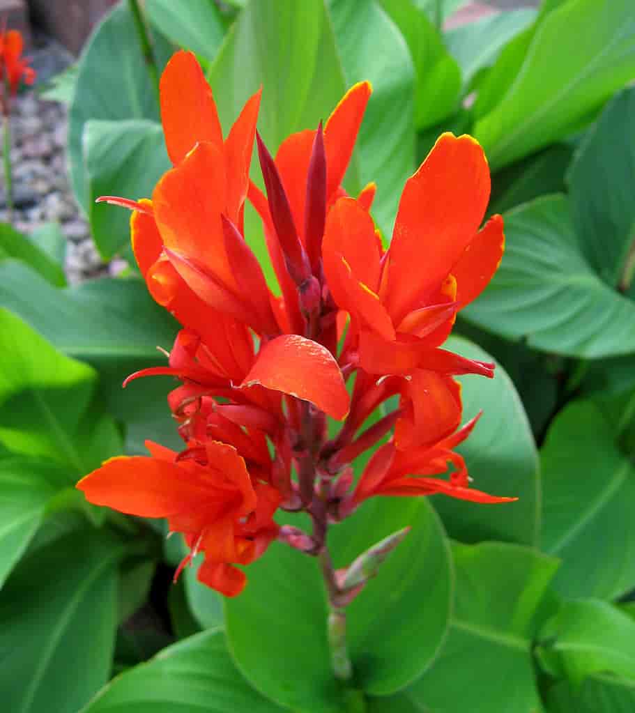 Canna indica blomster