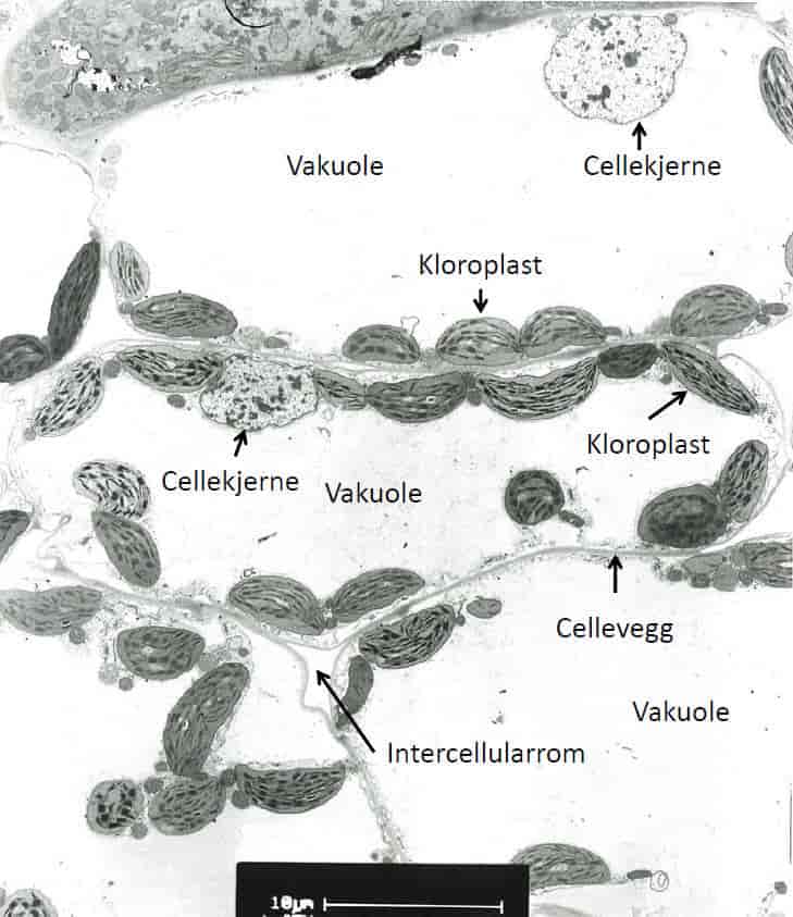 Kloroplaster