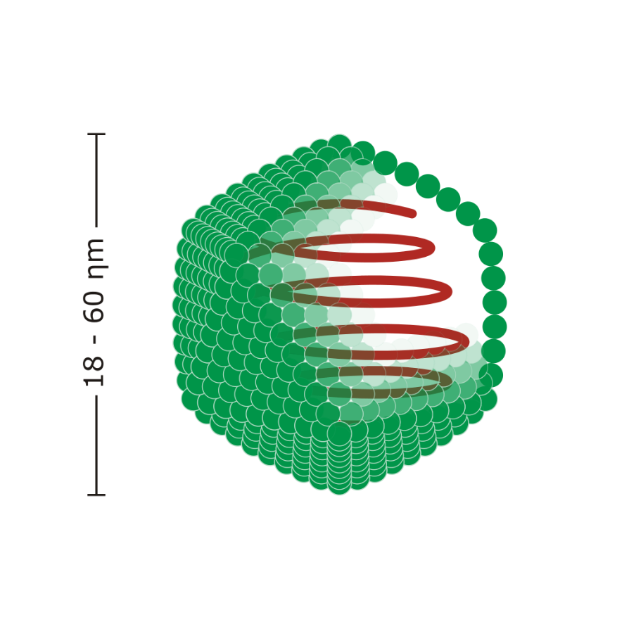 Figur av et ikosaedrisk virus