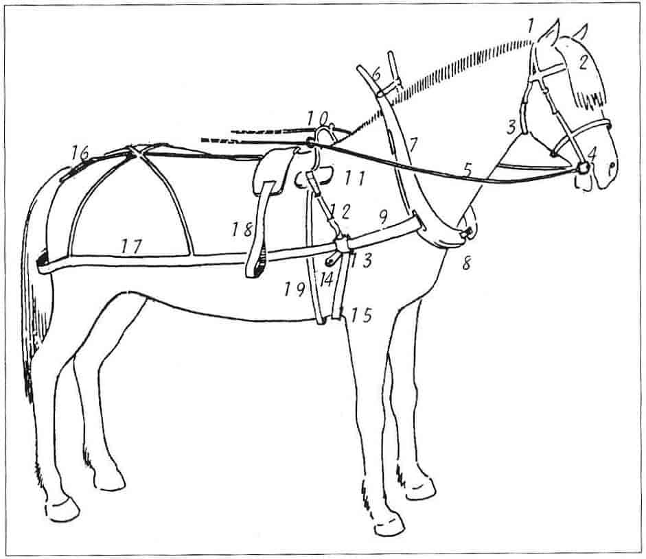 Tegning av hesteselen.
