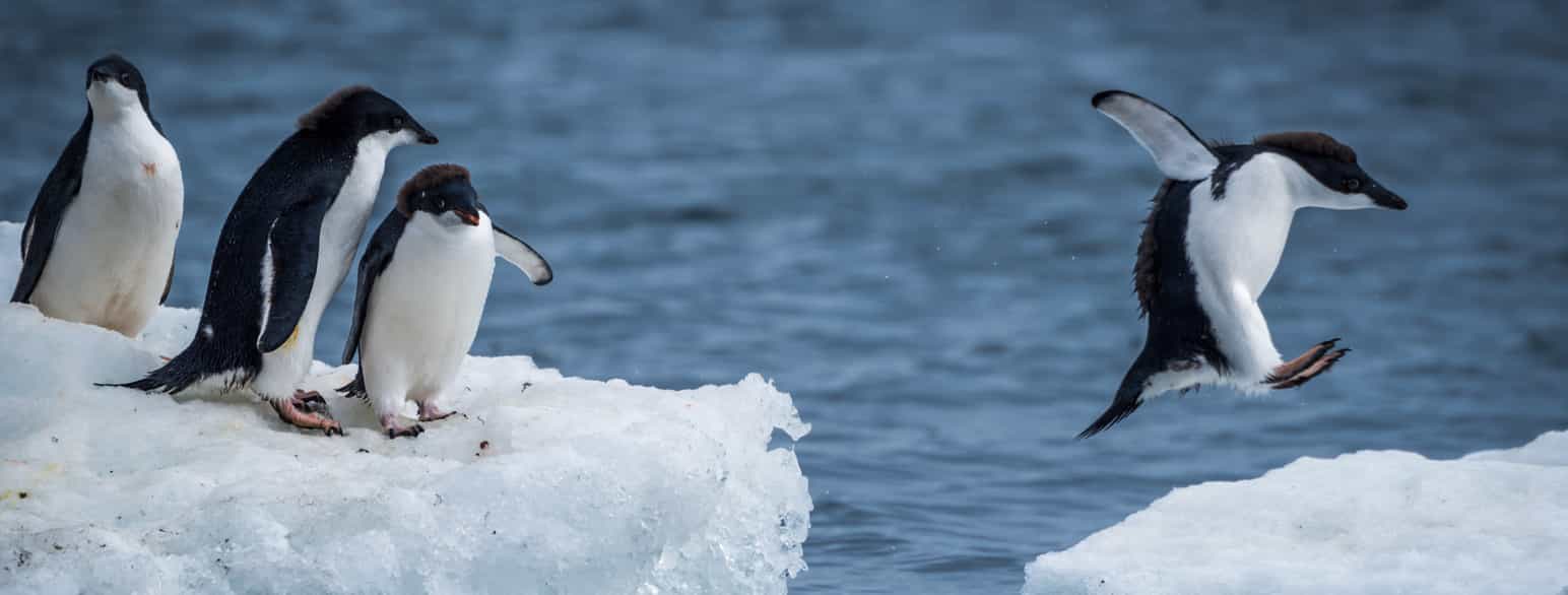 Adeliepingviner i Antarktis