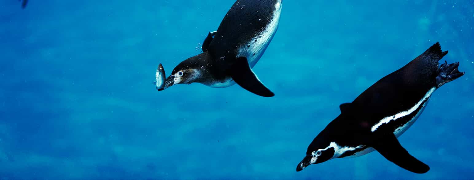 Humboldtpingviner under vann