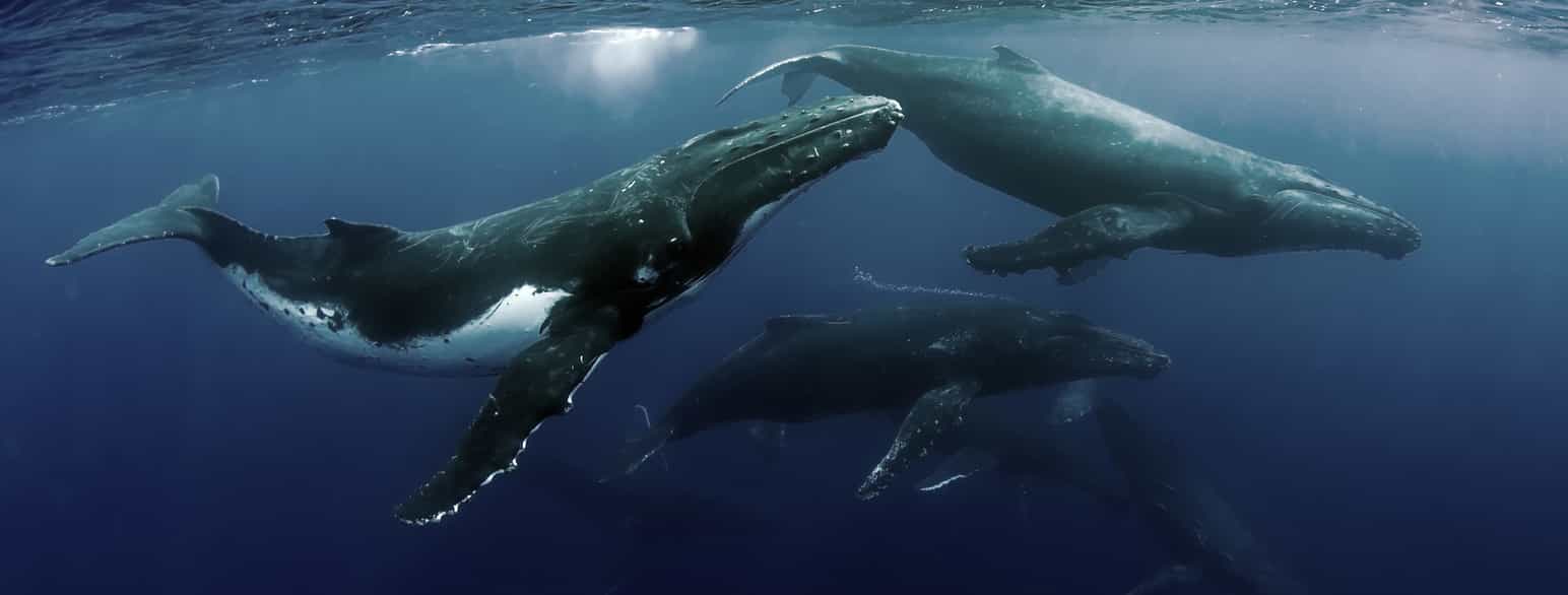 Nålevende hvaler: Knølhvaler i Stillehavet