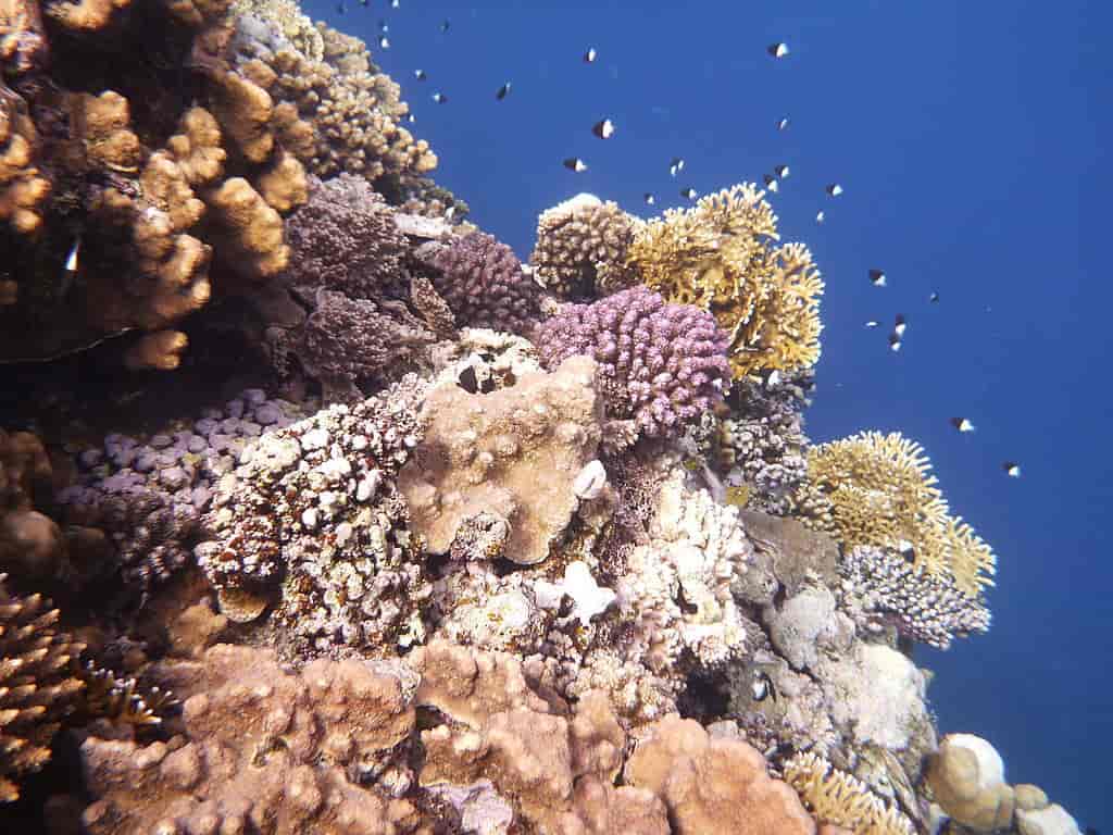 Korallrev nord i Rødehavet, nær den egyptiske byen Marsa Alam.