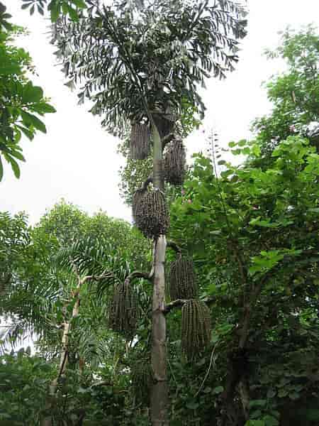 Caryota palme