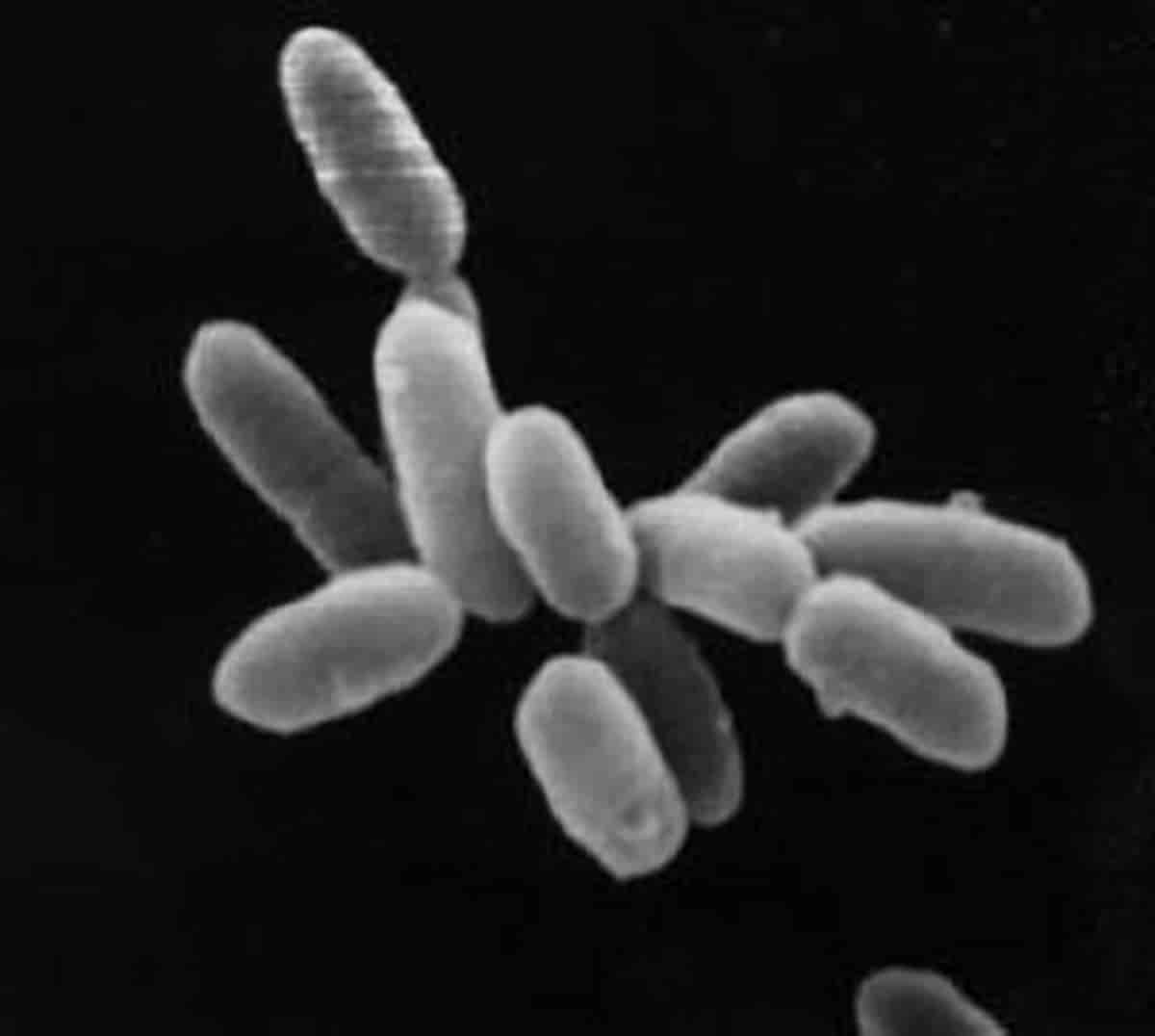 Halobacterium sp. NRC-1