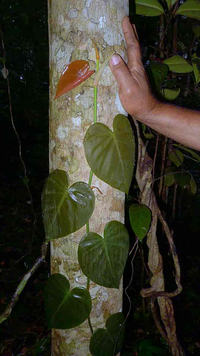 Treklatrer, Philodendron hederaceum