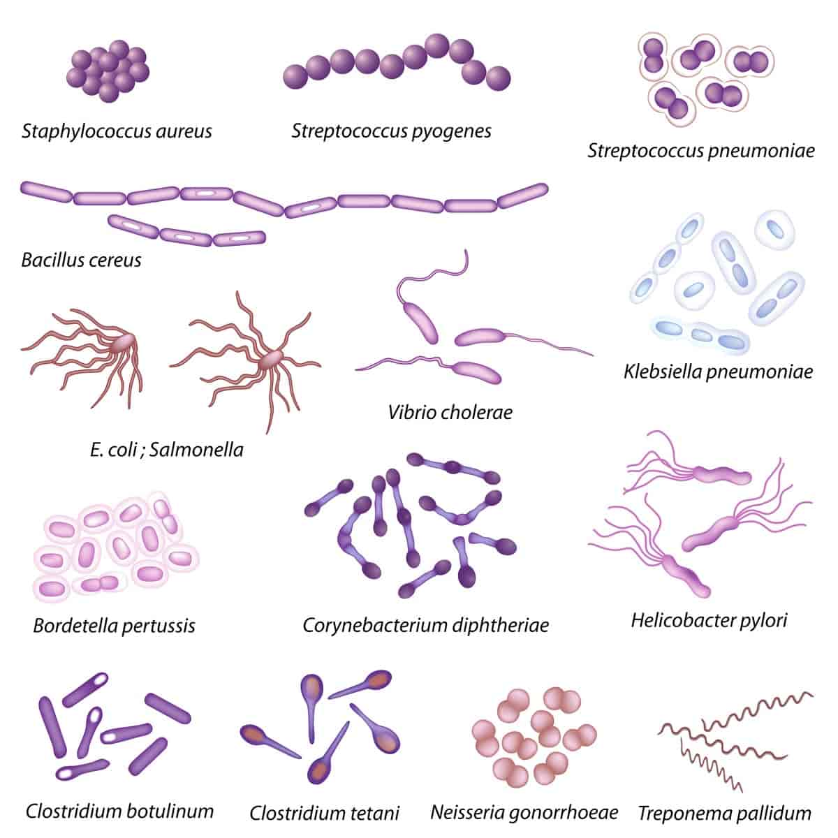 bakterier – medisinske leksikon