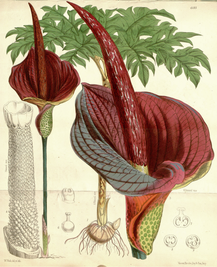 Amorphophallus konjac, botanisk tegning (Curtis's Botanical Magazine)