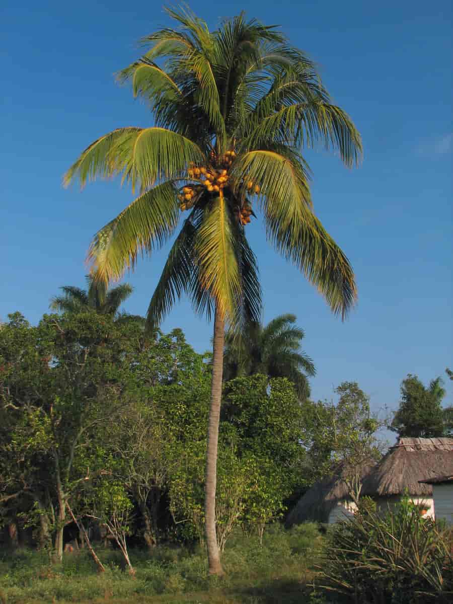 Cocos nucifera, Cuba