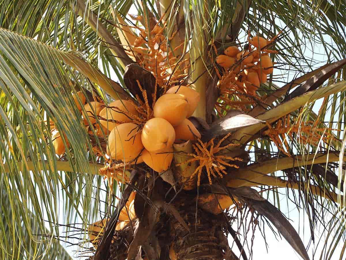 Cocos nucifera, Malaysia