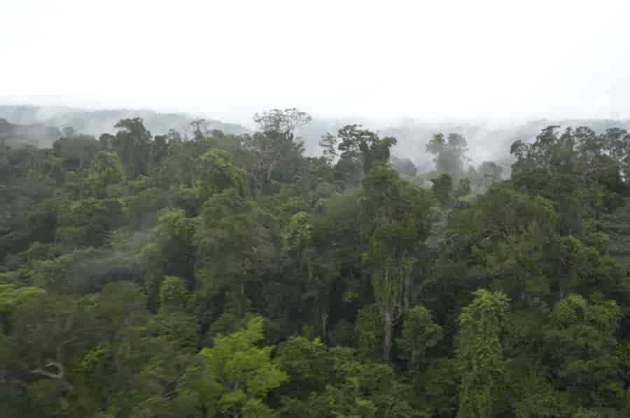 Tropisk regnskog i Fransk Guyana