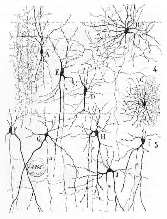 Nerveceller, Ramòn y Cajal