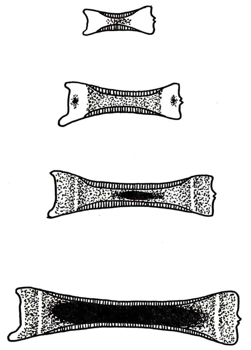 Utviklingen av en rørknokkel i fire stadier