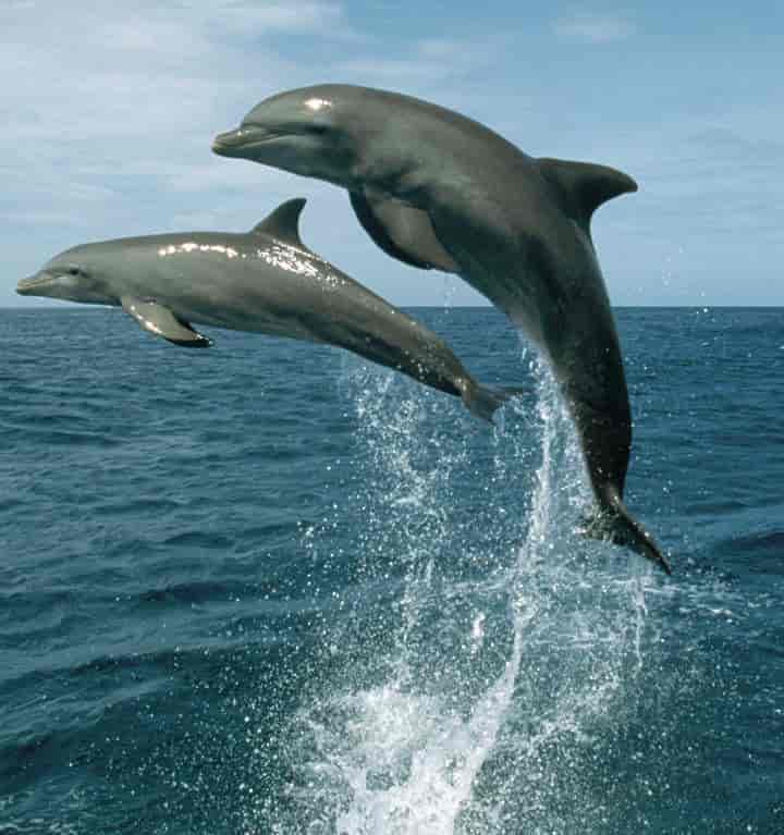 to delfiner hopper opp fra havet