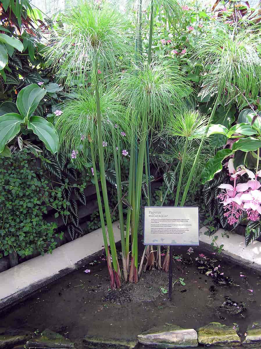 Papyrusplante