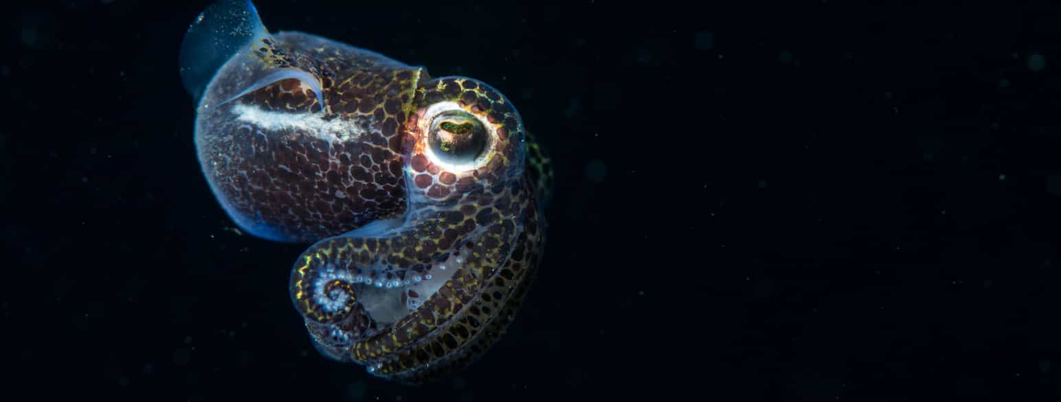 Blekkspruten Euprymna scolopes lever i dype havstrøk og takket være symbiosen med Allivibrio fischeri lyser den