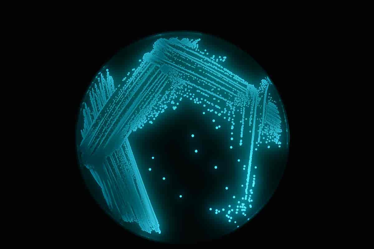 Photobacterium phosphoreum vokser i en agarskål