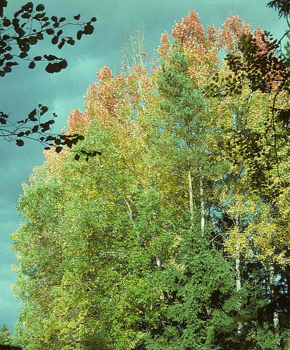 Ospetrær i høstfarger