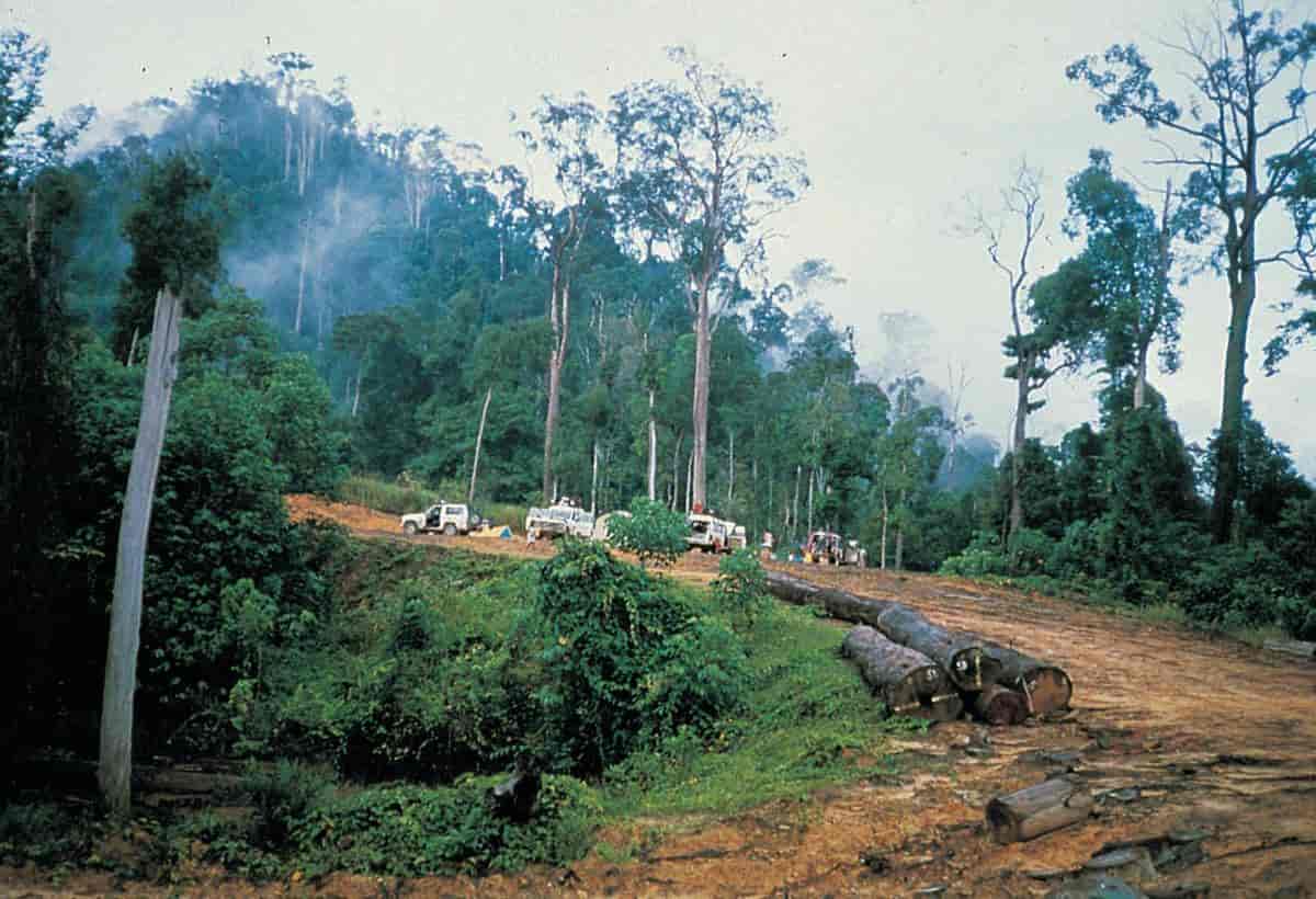 Indonesia (Skogbruk) (regnskogshogst)